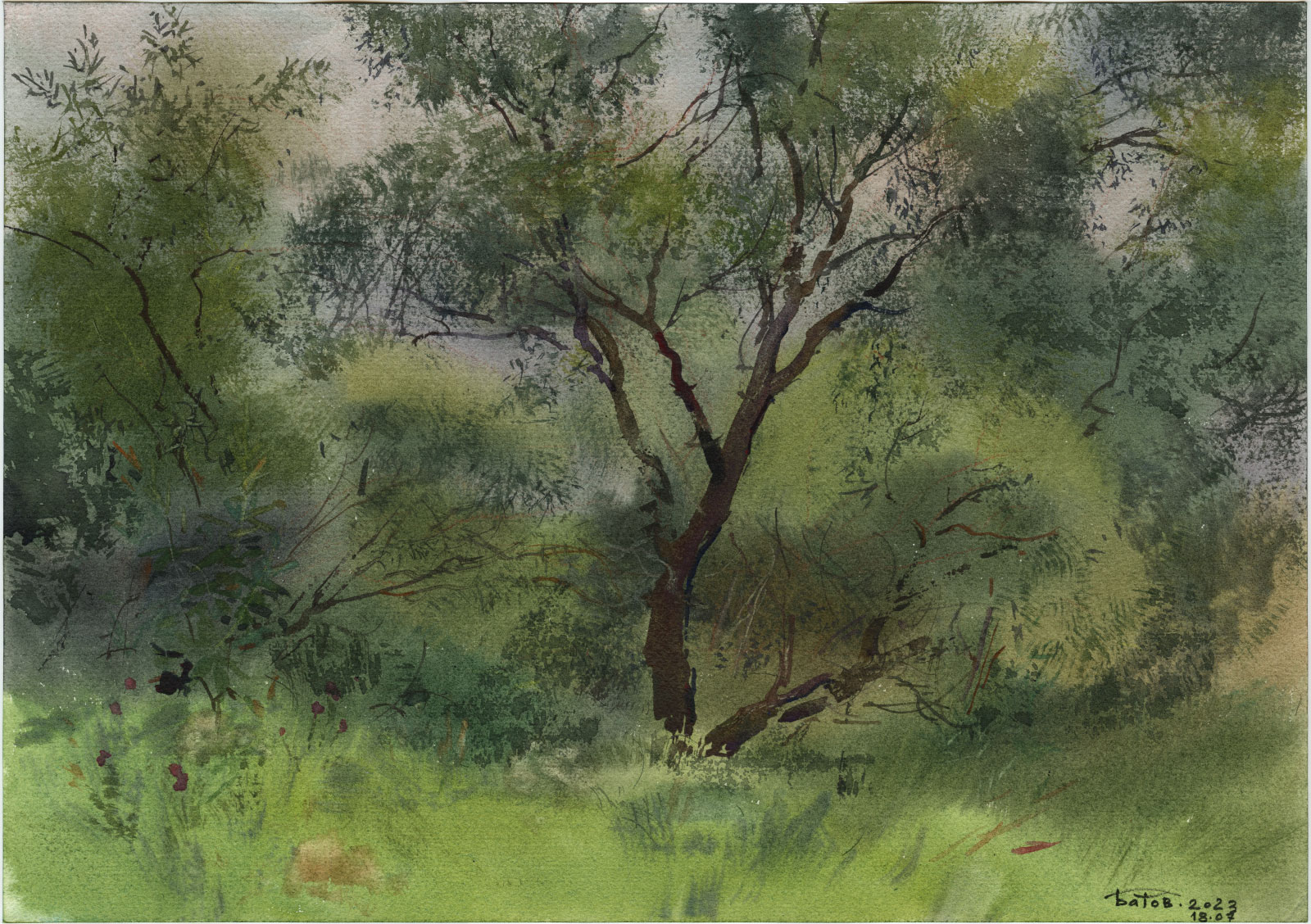 20230718 Ива. Этюд. Акварель. смотреть онлайн