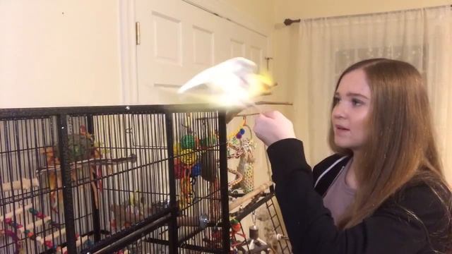 How to Teach Your Bird to Fly to You! | Parrot Flight Recall Training смотреть онлайн