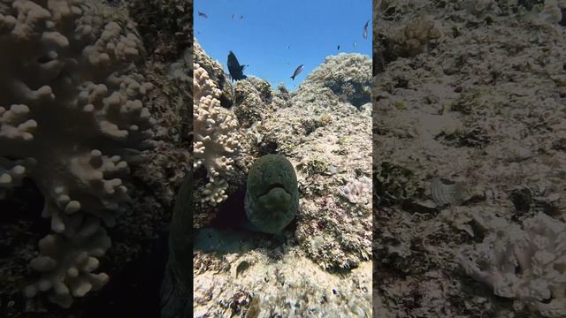 Amazing Moray Eel interaction 😍 #viral #scubadiving #marinelife смотреть онлайн