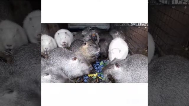 Нутрии кушают смотреть онлайн