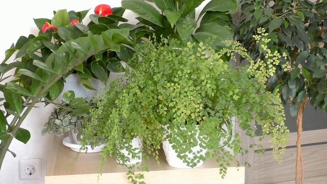 КОМНАТНЫЕ РАСТЕНИЯ которые принесут ? СЧАСТЬЕ? в дом смотреть онлайн