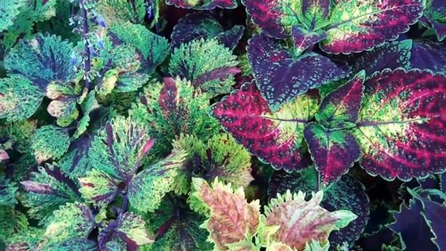 Колеусы. Часть 3. Болезни и вредители смотреть онлайн