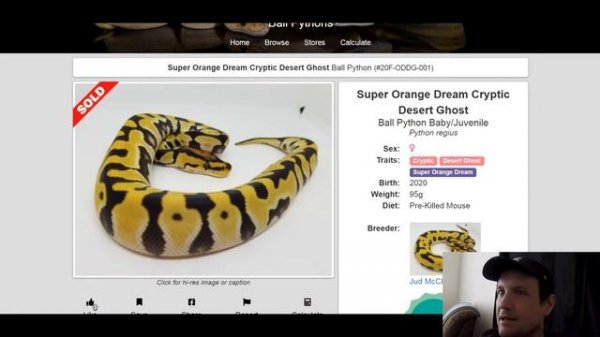 Cryptic & Crypton Ball Python Morph Combos | Jack's Reptiles