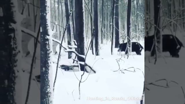 Прикол кабан следит за охотником смотреть онлайн