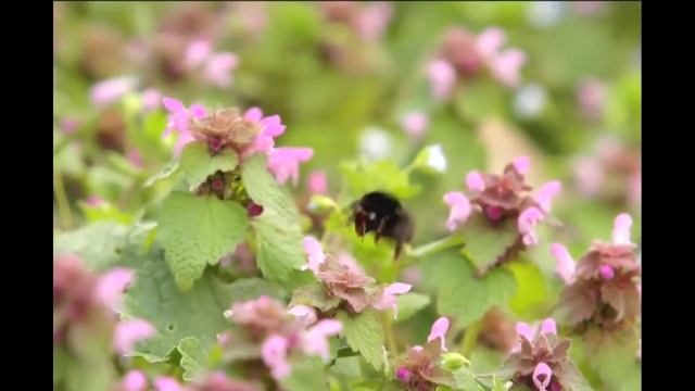 пчелка на цветах смотреть онлайн