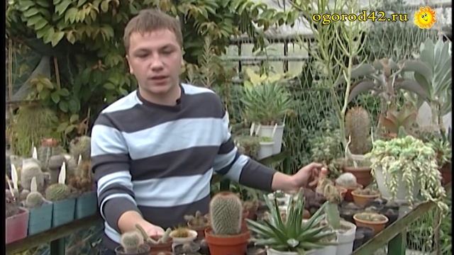 Растения пустыни в квартире. Уход за кактусами смотреть онлайн
