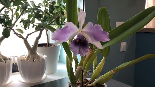 Lc. C.G Roebling “Blue Indigo” (Cattleya gaskelliana x Laelia purpurata) смотреть онлайн