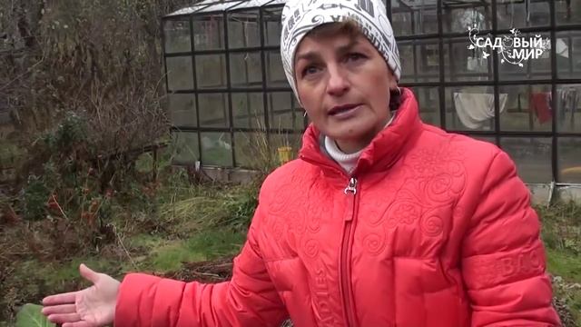 Можно ли сеять бархатцы своими семенами. Сайт "Садовый мир" смотреть онлайн