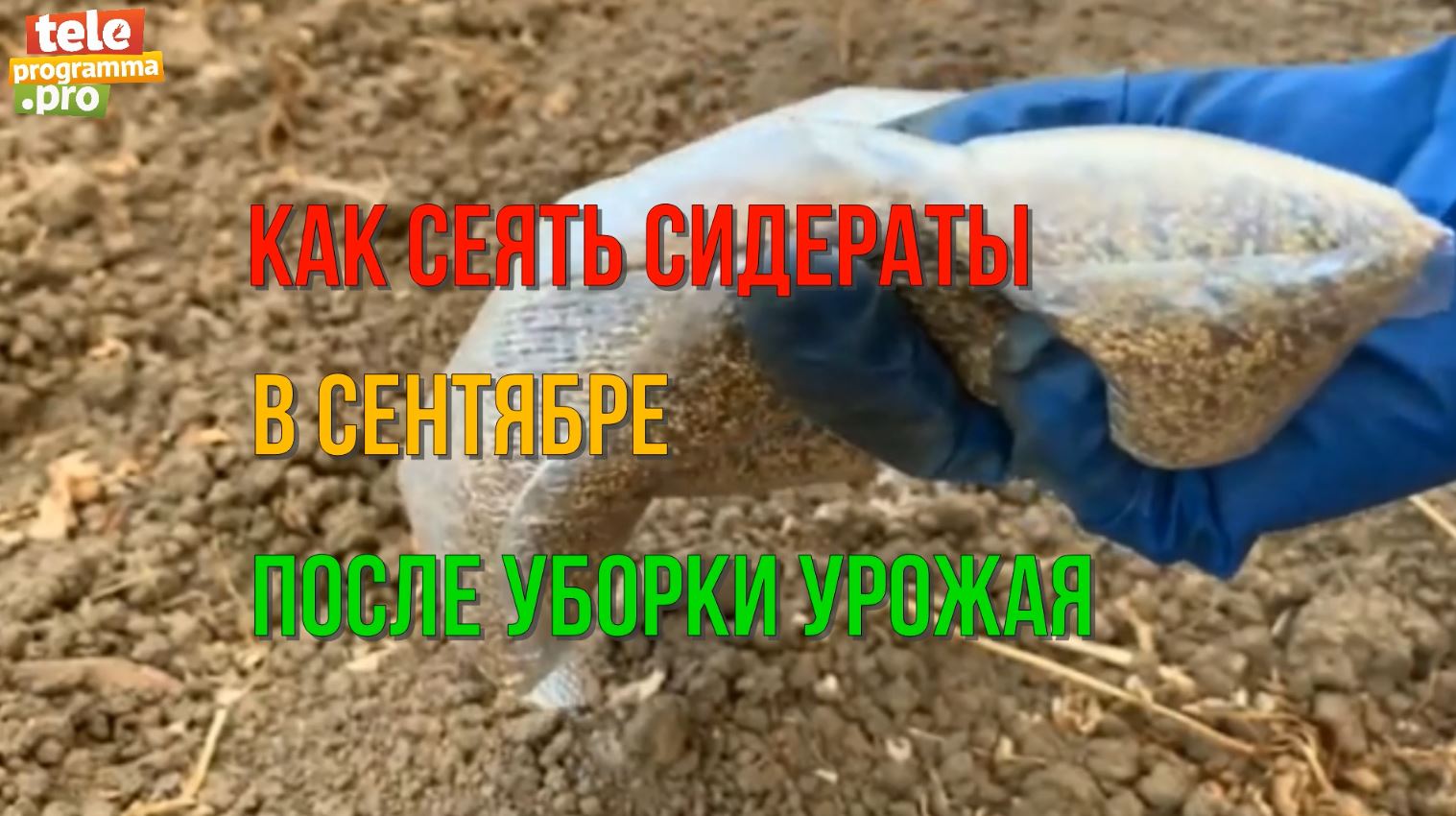 Как сеять сидераты в сентябре после уборки урожая смотреть онлайн