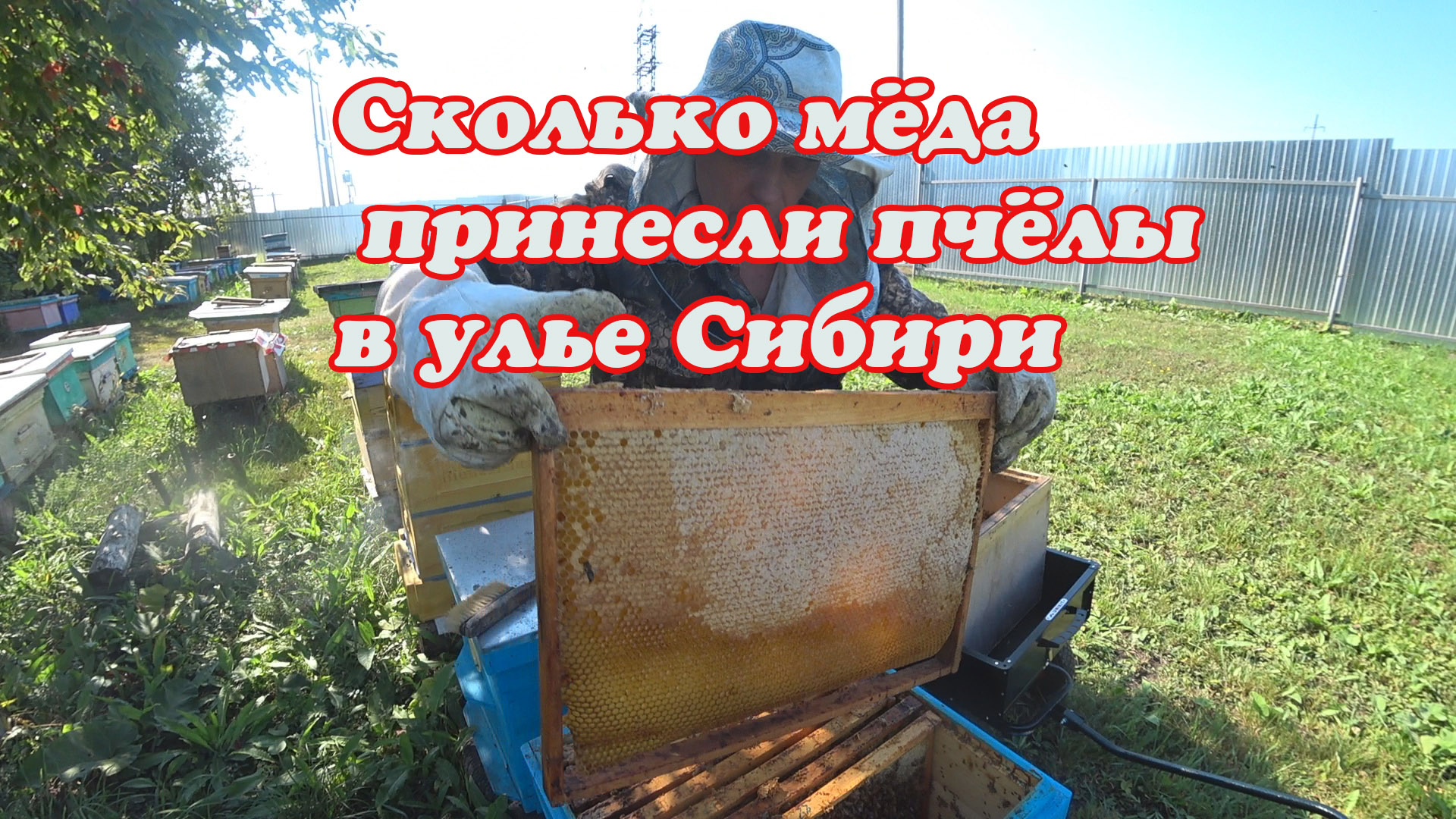 УЛЕЙ СИБИРИ, СКОЛЬКО ПЧЁЛЫ В НЁМ ПРИНЕСЛИ МЁДА, ПОДГОТОВКА ПЧЁЛ В ЗИМУ НА МЕДУ. смотреть онлайн