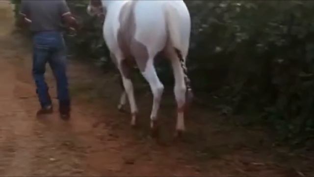 Black Horse With White Horse Breeding Unit In United States California