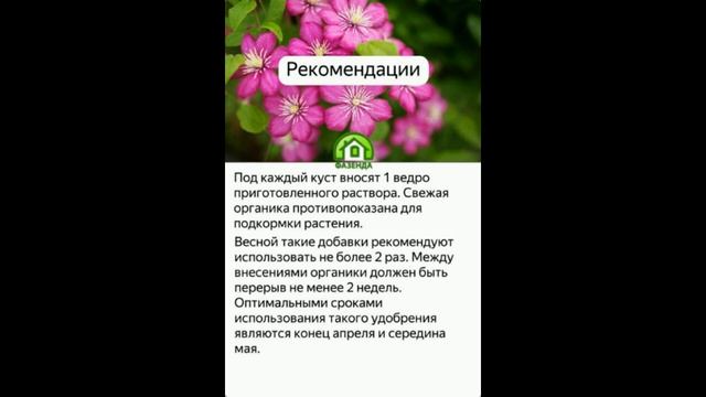 Чем подкормить клематис весной для длительного и шикарного цветения смотреть онлайн