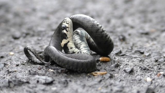 Grass snake (natrix natrix) playing dead смотреть онлайн