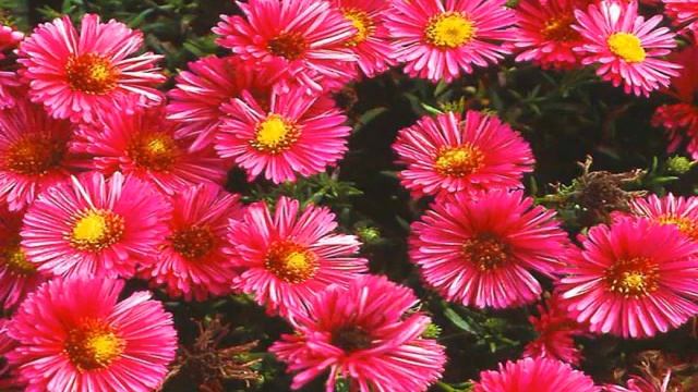 Астра многолетняя — кустарники смотреть онлайн