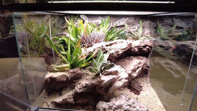 Природный террариум для эублефара смотреть онлайн