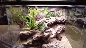 Природный террариум для эублефара