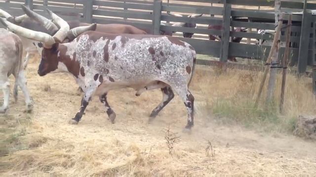 Safari West- Watusi Cattle смотреть онлайн