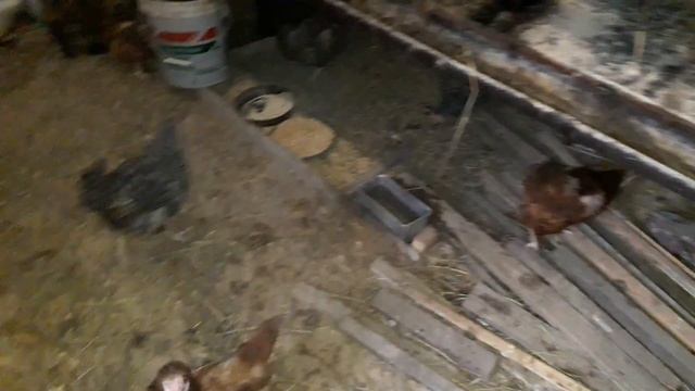 Домашнее хозяйство Куры Кролики зимой | Chickens and rabbits in winter смотреть онлайн