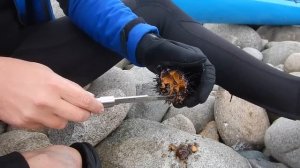 Как есть морского ежа.