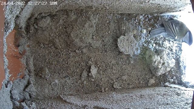 Bird couple inspects the nest box for the 12th time! 24.4.2022 смотреть онлайн