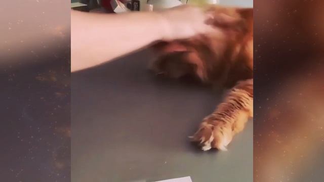 Цвет кошки и её характер. Что скажет о кошке ее окрас? смотреть онлайн