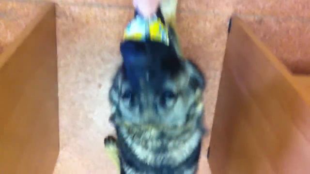 Рычание с мячом смотреть онлайн