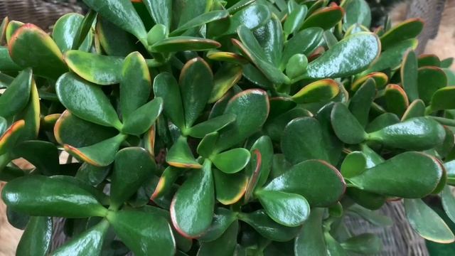 Многие держат дома ДЕНЕЖНОЕ ДЕРЕВО и не догадываются какую ПОЛЬЗУ оно несёт! смотреть онлайн