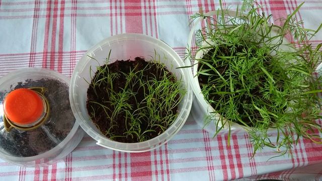 Укроп дома Что сделать чтоб всегда быть с укропом смотреть онлайн