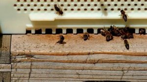 ЧТО ДЕЛАТЬ ЕСЛИ ПЧЁЛЫ НЕ БЕРУТ СИРОП?!