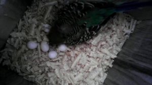 Самка волнистого попугая высиживает яйца'