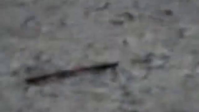 щенки РЧТ смотреть онлайн