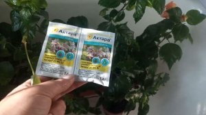 Вредители на комнатных Гибискусах
