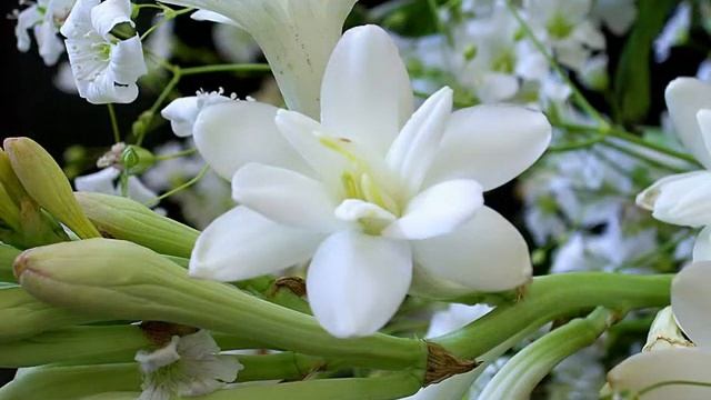 Amazing And Most Beautiful Tuberose Flowers | Polianthes | Rajnigandha Flowers