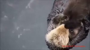 ВЫДРА ПЛАВАЕТ НА СПИНЕ СО СВОИМ МАЛЫШОМ
