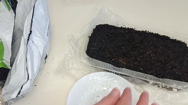 #алиссум АЛИССУМ ПОСАДКА #изсемян #сад #посадка #однолетник #цветыизсемян #эффектный смотреть онлайн