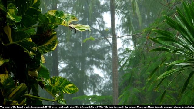 The SCIENCE RAP Show | Tropical Rainforest