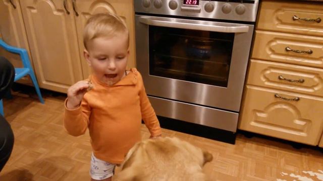 Ребенок смешно кормит собаку смотреть онлайн