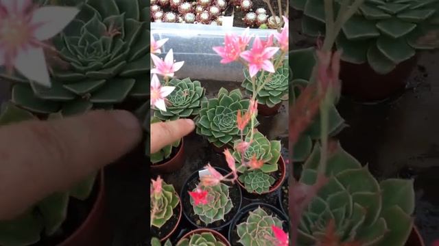 Граптопеталум красивый (Graptopetalum Bellum)