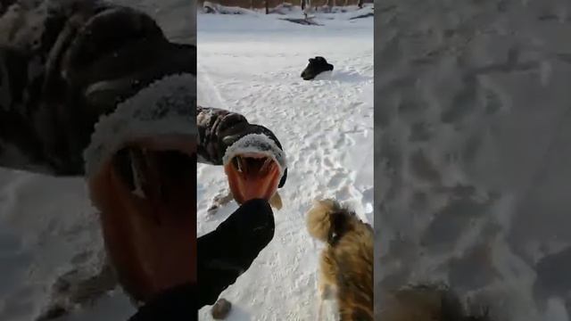 Красоты зимней рыбалки на Дальнем Востоке ( день третий щука ) смотреть онлайн