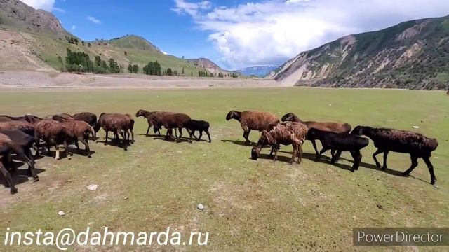 Гиссарские овцы и аборигенные САО Таджикистана саги дахмарда Шергози из Кумсангира смотреть онлайн