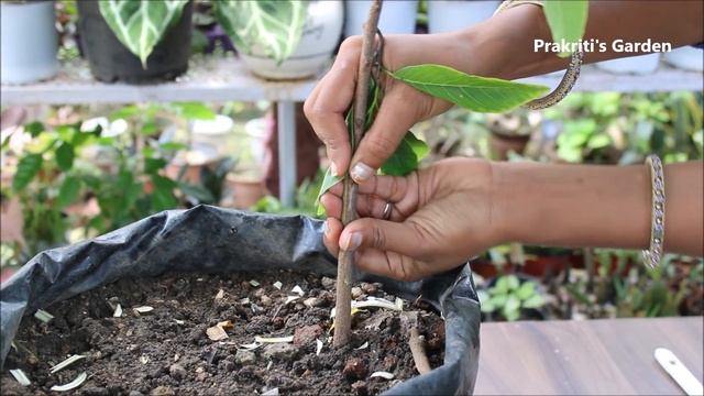 Get Lots Of Fruit On Custard Apple Tree | सीताफल के पौधे से जल्दी और अच्छे फल ऐसे लें