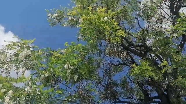 Акация 🌿 смотреть онлайн