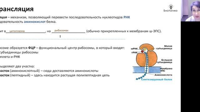 Лекция 11.2. Биосинтез белка смотреть онлайн