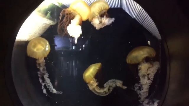 #Москвариум кормление скатов, акул, других рыб смотреть онлайн