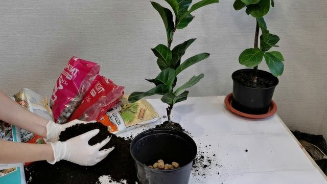 Фикус Лирата уход. Паутинный клещ на комнатных растениях. смотреть онлайн