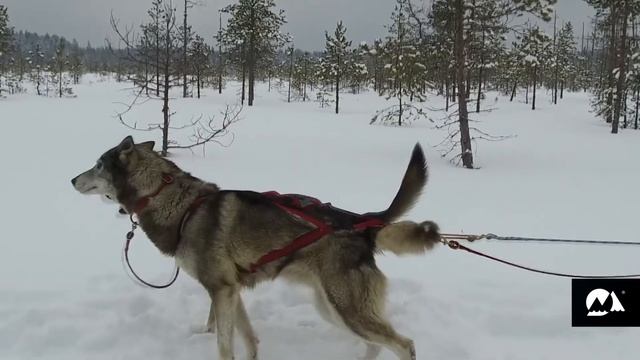 Karelia Dog Sledding Trip смотреть онлайн