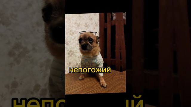 День Рождения Бони! ❤️🐶 смотреть онлайн