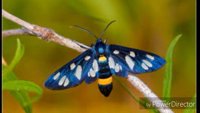 Бабочка пестрянка смотреть онлайн