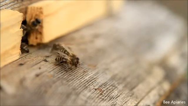 Пчелы на летке