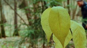 Снято НА iPhone 14 Pro | Cinematic Mode - Black Magic Camera